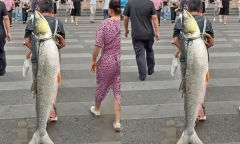 Con cá 79kg được trả 3,7 triệu đồng, người đàn ông