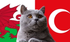 Nhận định soi kèo trận Wales vs Thổ Nhĩ Kỳ, Nations League 1h45 ngày 7/9: Mèo tiên tri lo ngại