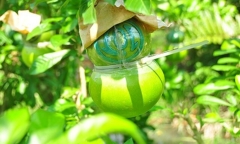 Loại cây có tên 