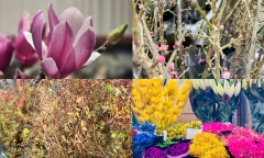 Loại hoa “độc, lạ” thoạt nhìn giống củi khô nhưng giá cả triệu, gây sốt thị trường hoa Tết 2025