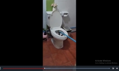 Mở nắp bồn cầu, người phụ nữ bủn rùn khi thấy con vật lạ 