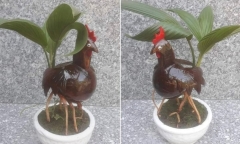 Chiêm ngưỡng loại bonsai 