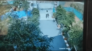 Clip: “Bé na” trườn từ vườn ra cổng quán ăn “đón khách”, người đàn ông hoảng hồn chạy vội