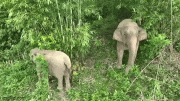 Clip: Hai mẹ con voi vào rừng keo của người dân để kiếm ăn ở Nghệ An