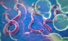Rợn người hình ảnh virus Ebola tàn phá cơ thể người mắc bệnh