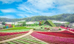 Làng hoa Vạn Thành Đà Lạt