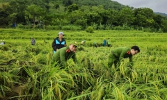 Tin thời sự mới ngày 12/9: Công an xuống đồng gặt lúa, cõng lợn giúp dân chạy lũ