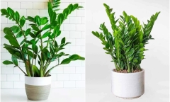 Loại cây được ví như mèo Thần Tài