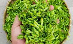 Hoa thiên lý có tác dụng gì đối với sức khỏe?