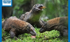 Video: Trâu mẹ đơn độc chiến đấu với bầy rồng Komodo để bảo vệ con