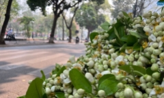 Hoa bưởi đầu mùa: Giá cao vẫn đắt khách