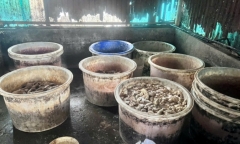 Phát hiện hơn 55 tấn lòng, dạ dày và chân gà không rõ nguồn gốc trong kho một doanh nghiệp ở Hải Phòng