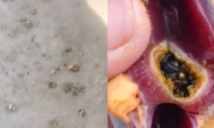Clip: Mổ vịt ăn Tết, người đàn ông sốc nặng khi phát hiện vàng thật bên trong