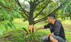 Khởi tố vụ án chặt phá 17 cây sầu riêng ở Lâm Đồng