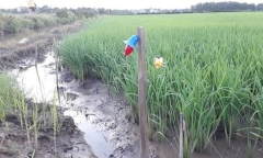 Học sinh lớp 8 ở Ninh Bình bị điện giật tử vong khi đi ra đồng
