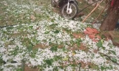 Clip: Xuất hiện mưa đá và dông lốc, nhiều nhà dân tốc mái, tan nát hoa màu