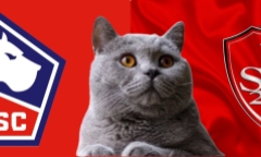 Dự đoán kết quả trận Lille vs Brest, Ligue 1 1h ngày 7/12: Mèo tiên tri không ngại ngần