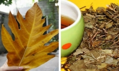 Lá khô hóa “tiên dược” dưỡng gan, dùng đúng còn được ví như 