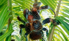 Loài cua 