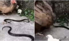 Video: Gà mẹ cùng lúc chiến đấu với 2 con rắn hổ mang để bảo vệ con