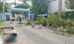 Gãy nhánh cây ở công viên, 5 người thương vong: Sức khỏe các nạn nhân ra sao?