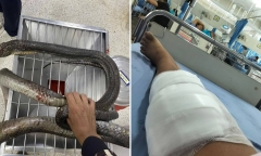 Bị rắn hổ mang chúa dài 3 mét cắn, người phụ nữ tay không 