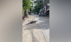 Video: Thằn lằn khổng lồ được ví như Godzilla 