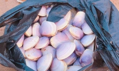 Cận cảnh hàng tấn ngao tím dạt vào bờ, người dân đổ xô đi nhặt