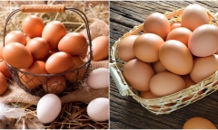 Những cách phân biệt trứng gà cũ hay mới cực đơn giản không phải ai cũng biết