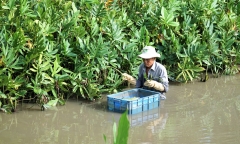 Loại cây “nhà nghèo” nhiều người chê nhưng là “thần dược” bảo vệ gan cực quý