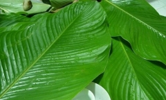 Mẹo giải rượu bằng lá dong cực hiệu quả