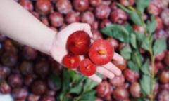 Mận hậu đầu mùa giá có nơi 500.000 đồng/kg, giàu 