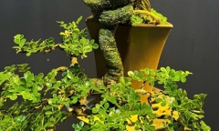 Loại cây toả mùi thơm lạ, lên chậu thành bonsai đắt giá, có cây được định giá hàng trăm triệu