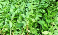 Loại rau dại ít người ăn lại là vị thuốc quý tốt cho gan