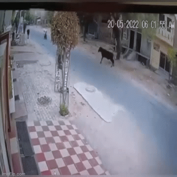 Video: Choáng váng cảnh bò “điên” lao ra đường húc ngã đôi vợ chồng đi xe máy