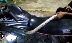 Video: Hoảng hồn phát hiện trăn