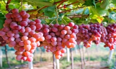 Những nhóm người này được khuyến cáo không nên ăn nho dù có thèm đến mấy