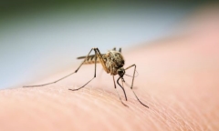 Hà Nội: 4 quận, huyện có chỉ số côn trùng sốt xuất huyết cao vượt ngưỡng