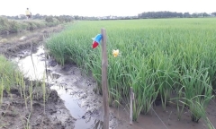 Nam thanh niên vướng vào dây điện bẫy chuột ở cánh đồng, bị giật tử vong 