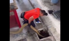 Cận cảnh vây bắt rắn hổ mang chúa khổng lồ 