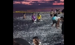 Clip: Cá dạt đầy vào bờ, người dân ào ra săn “lộc trời”, không biết thảm họa sắp đến