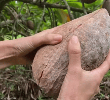 Quả hồng xiêm “khổng lồ” khiến dân tình tròn mắt, nhìn bên trong khi bổ ra càng sốc hơn