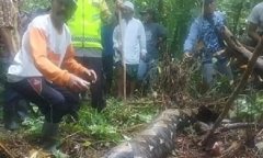 Hãi hùng phát hiện thi thể người phụ nữ trong bụng con trăn dài gần 7m