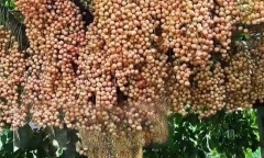 Cây dâu da đất ra quả “vỡ kế hoạch” làm dân mạng rần rần thích thú, thi nhau ước ao