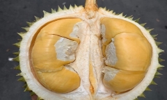 Sầu riêng