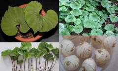 Chiêm ngưỡng loài cây chỉ có 1 lá trong đời, “hiếm có khó tìm” nhất thế giới