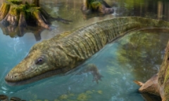 Khám phá loài lưỡng cư 