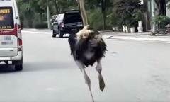 Đà điểu bất ngờ 