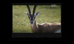 Video: Cầy mangut đụng độ rắn hổ mang cực độc và cái kết khó tin