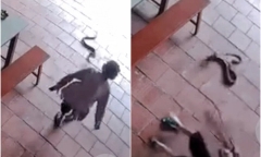 Clip: Bị rắn hổ mang tấn công, cụ bà 96 tuổi phản ứng cực nhanh khiến ai cũng thán phục